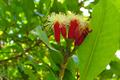 Syzygium aromaticum